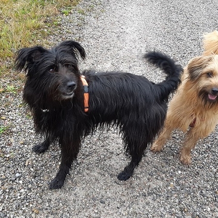 Hundetreffen 2019 im Allgäu (8)